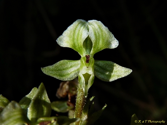 {Ponthieva racemosa}